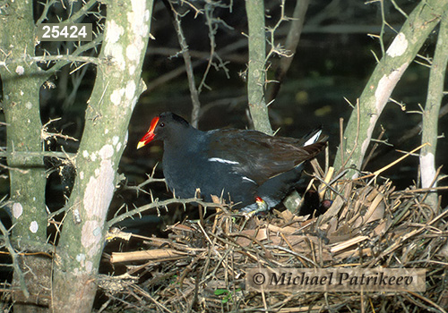 Common Gallinule (Gallinula galeata)